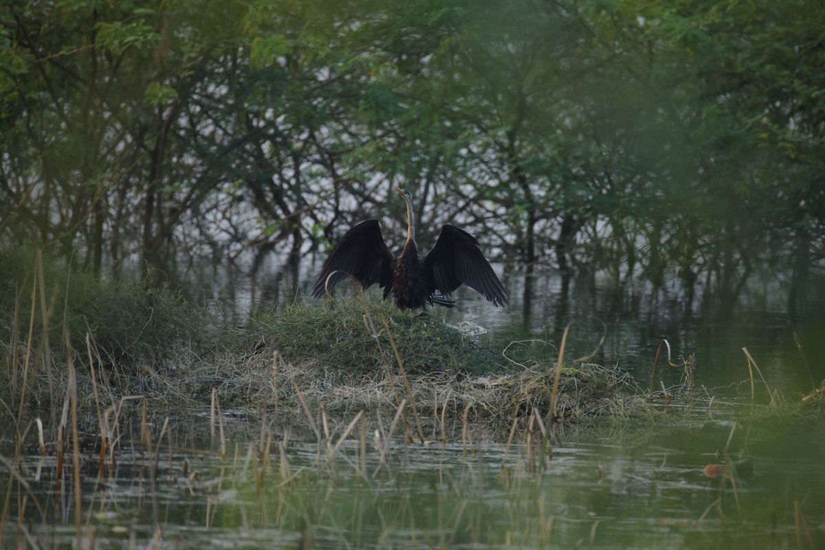 Anhinga roux - ML646834688