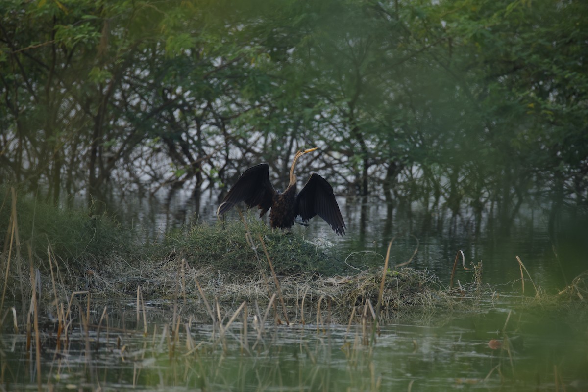 Anhinga roux - ML646834689