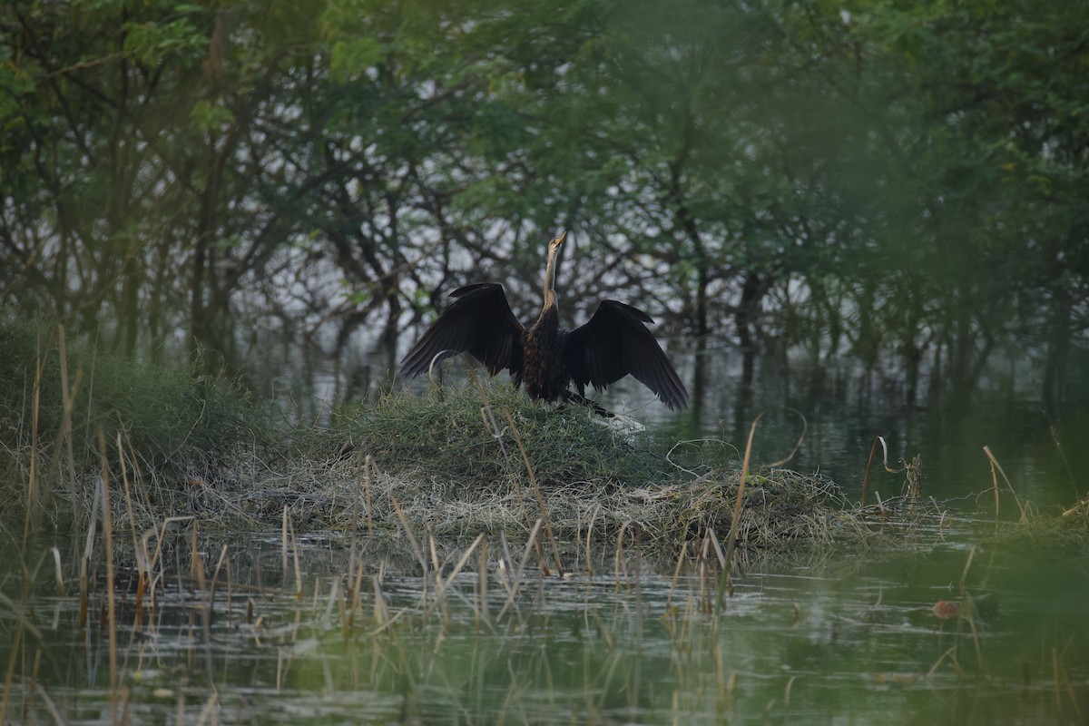 Anhinga roux - ML646834690