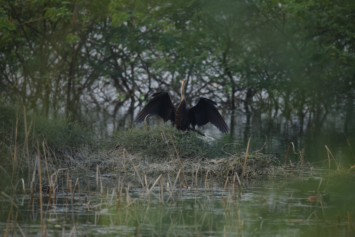 Anhinga roux - ML646834691