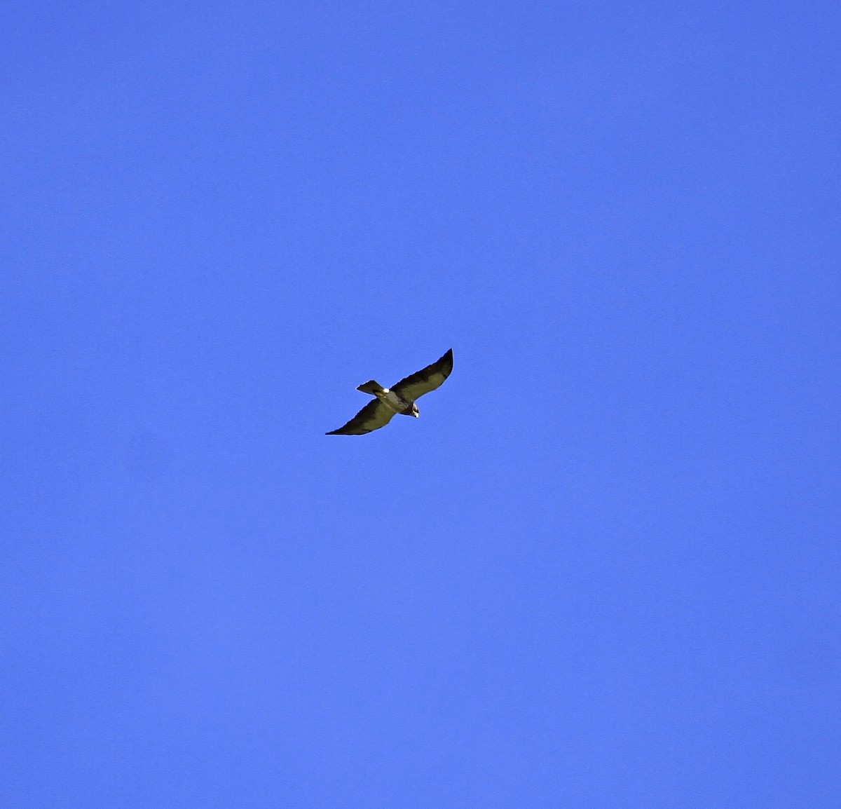Swainson's Hawk - ML646834692