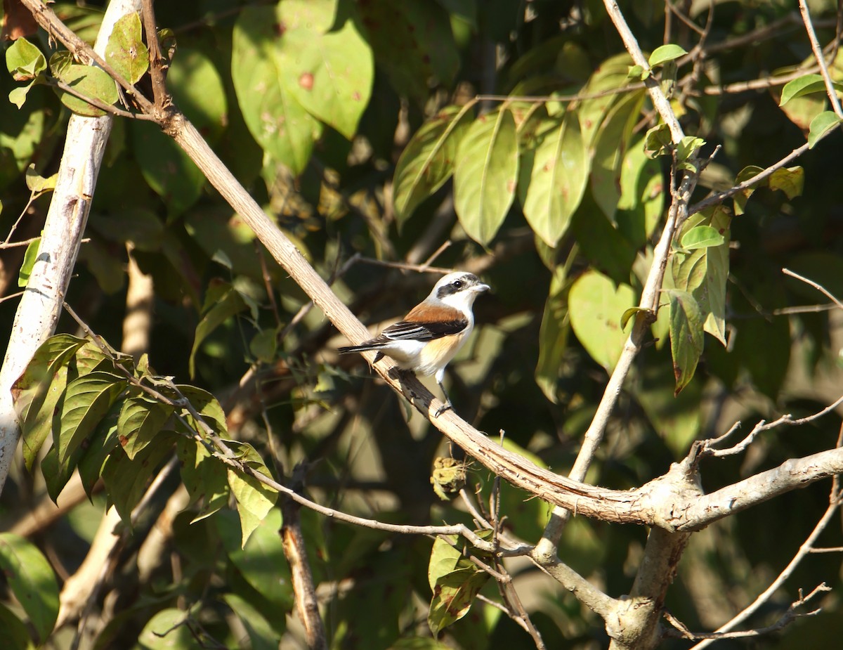 Pie-grièche à bandeau - ML646834693