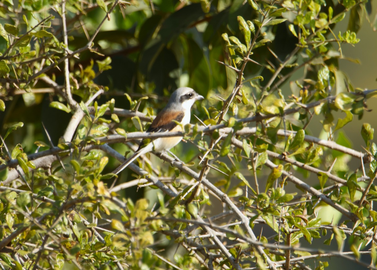 Pie-grièche à bandeau - ML646834694