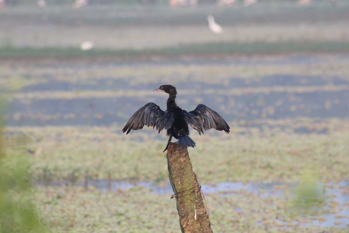 Little Cormorant - ML646834695