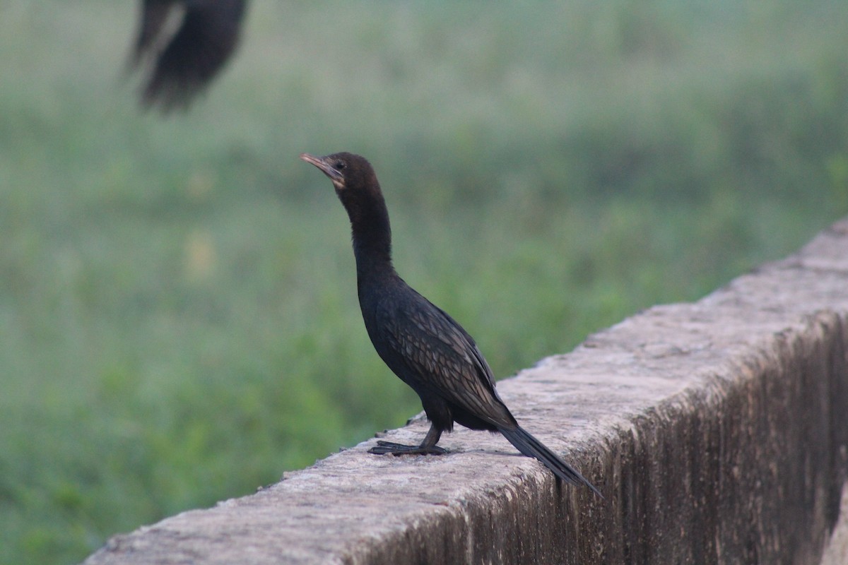 Little Cormorant - ML646834696