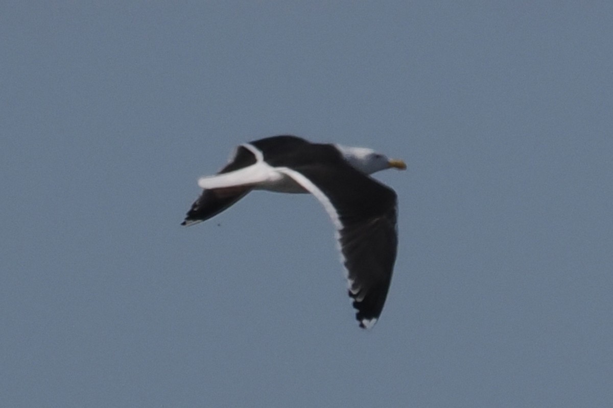 Great Black-backed Gull - ML646834704