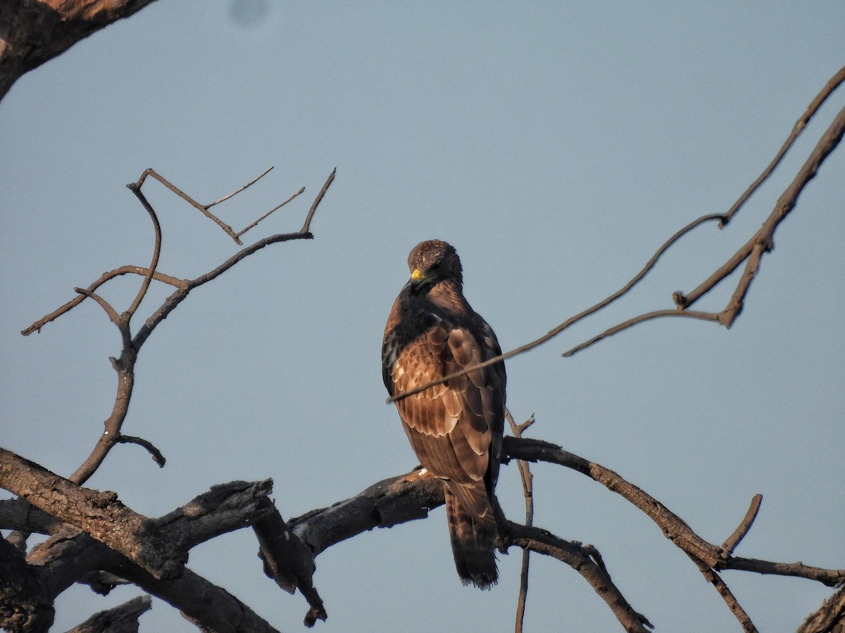 Oriental Honey-buzzard - ML646834725