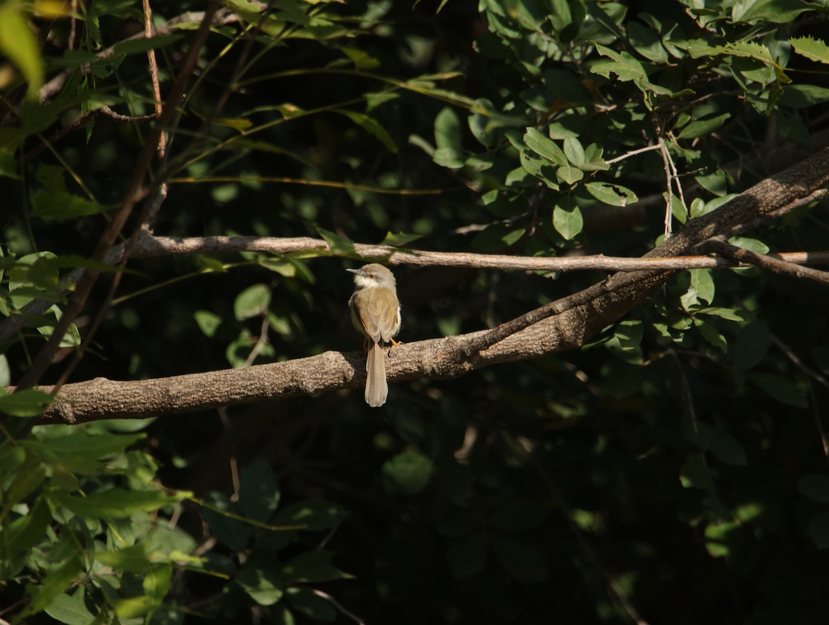 Ashy Prinia - ML646834726