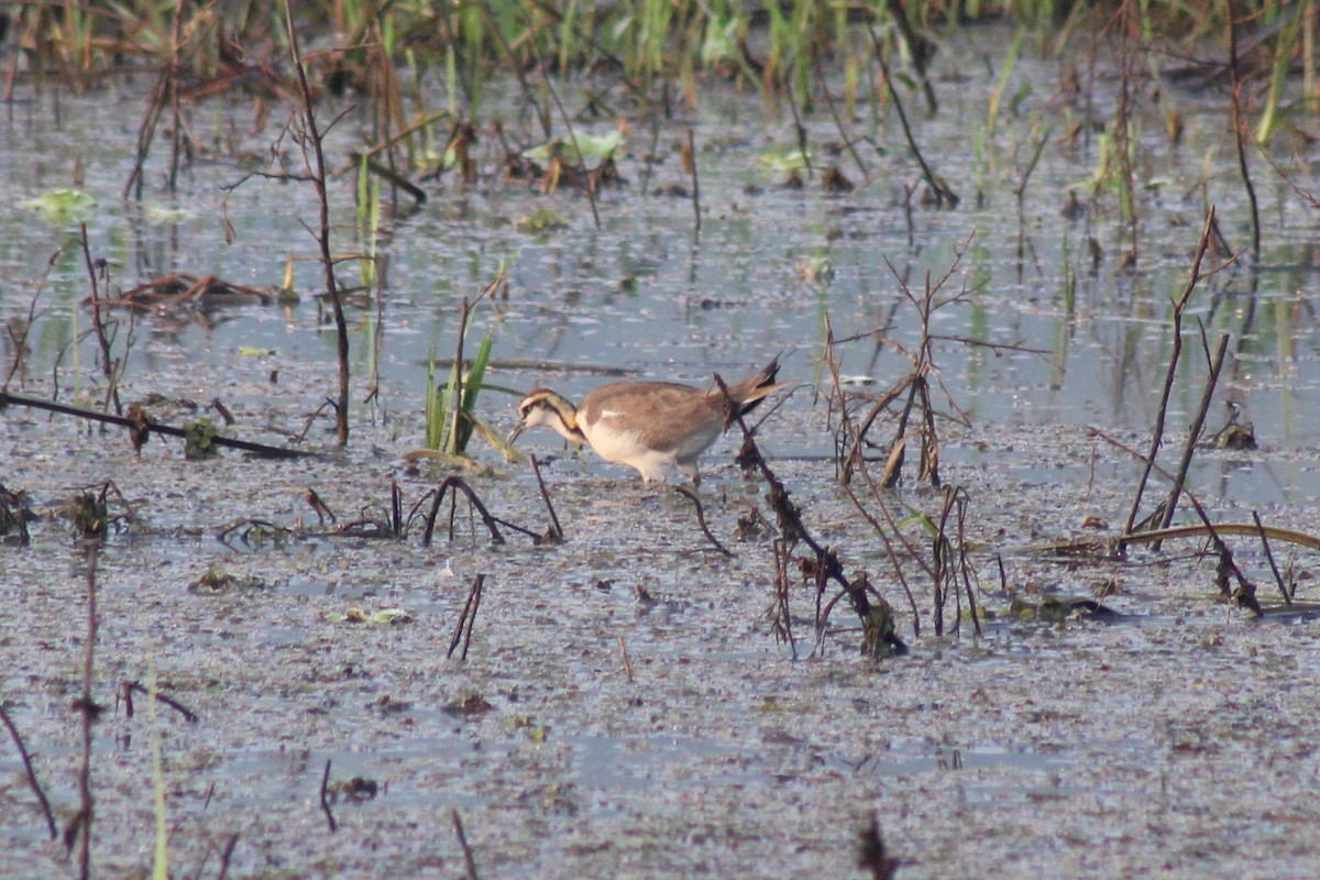 Jacana à longue queue - ML646834728