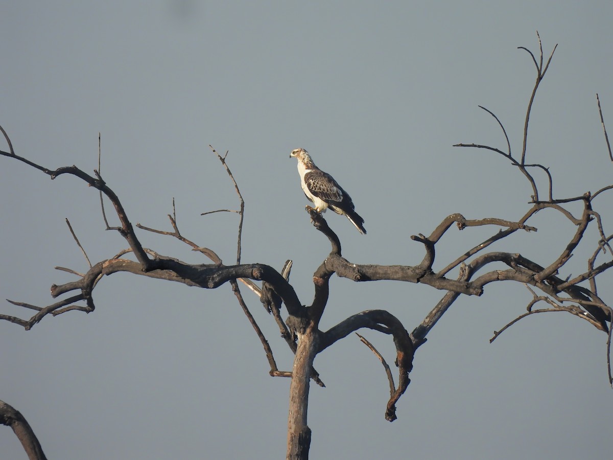 Oriental Honey-buzzard - ML646834732