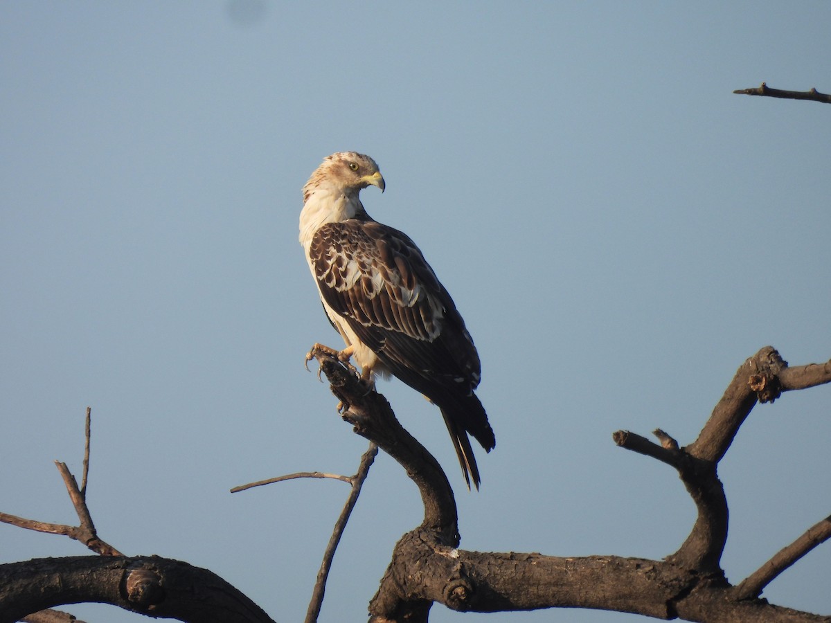 Oriental Honey-buzzard - ML646834733
