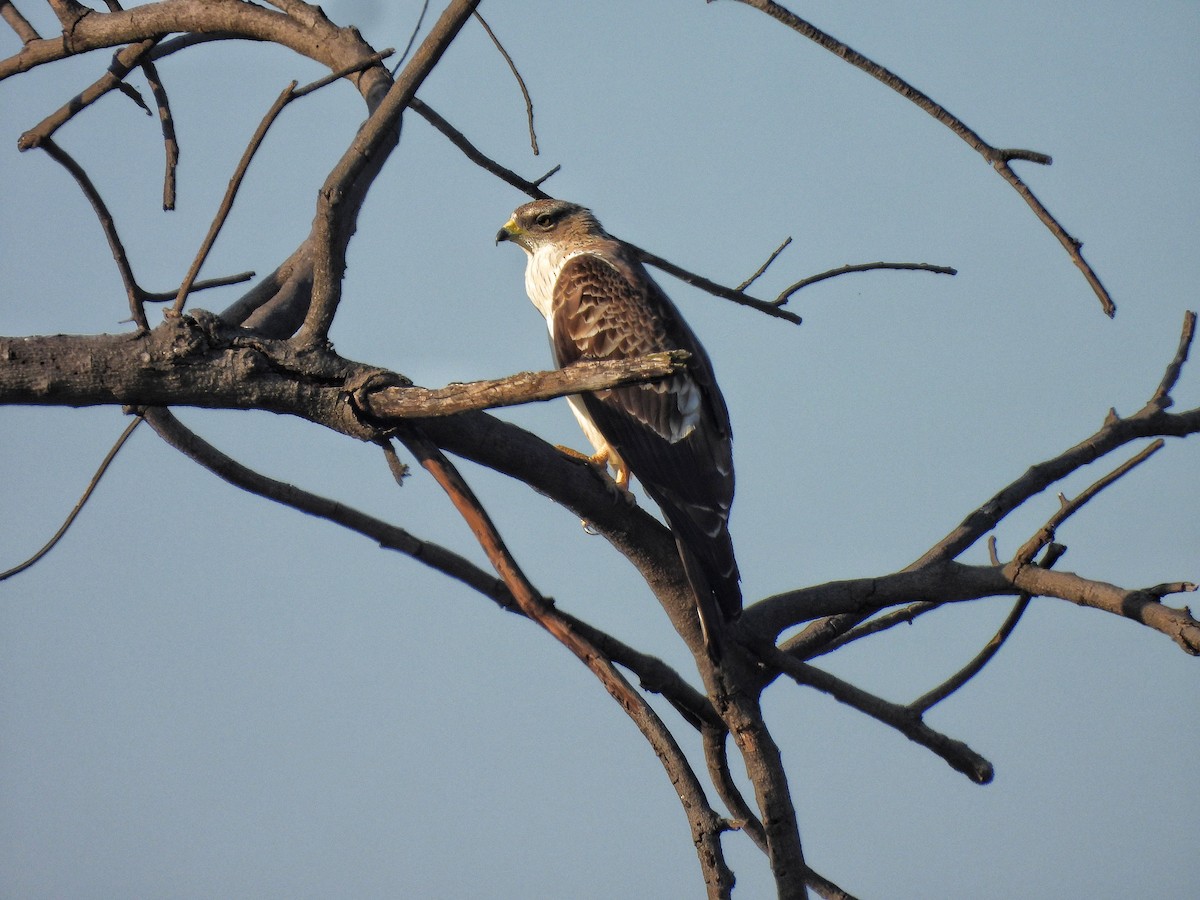 Oriental Honey-buzzard - ML646834734