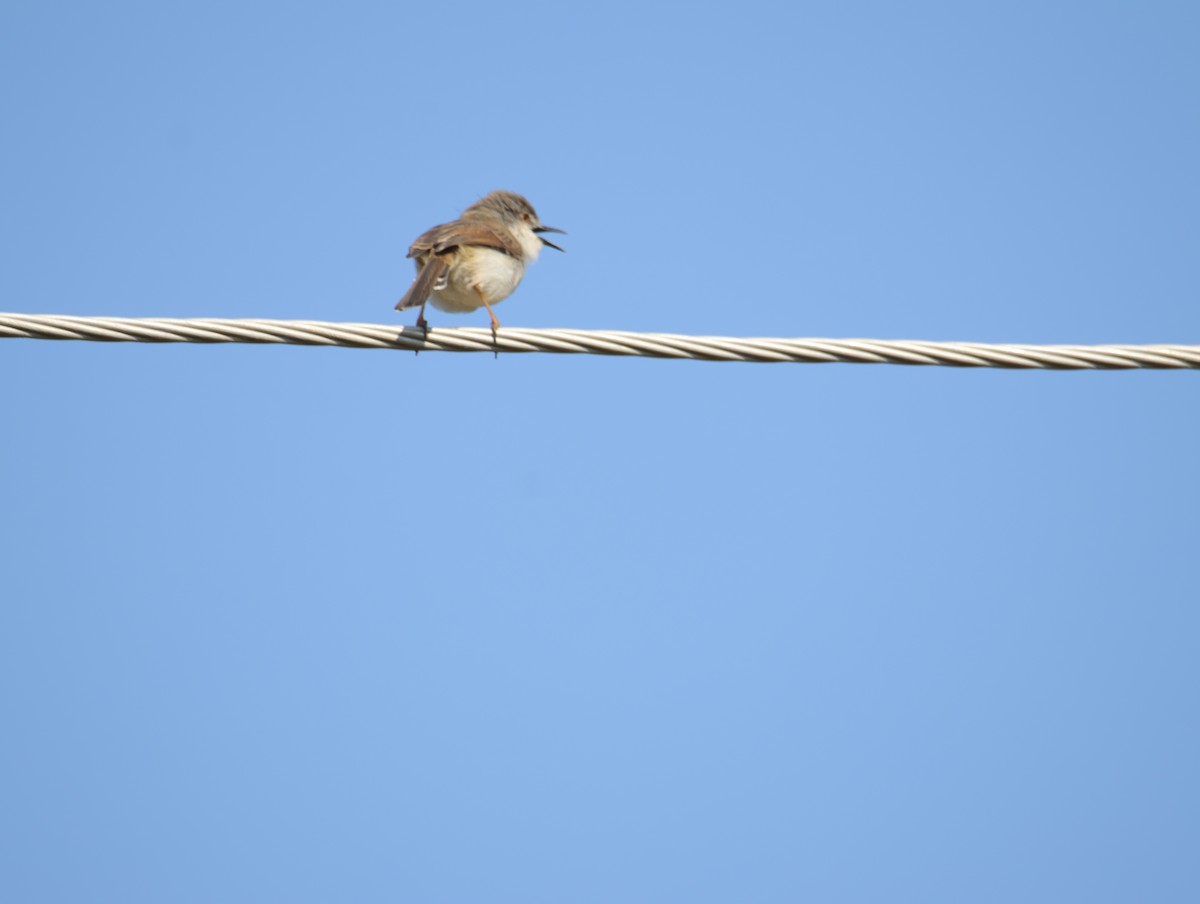Ashy Prinia - ML646834736