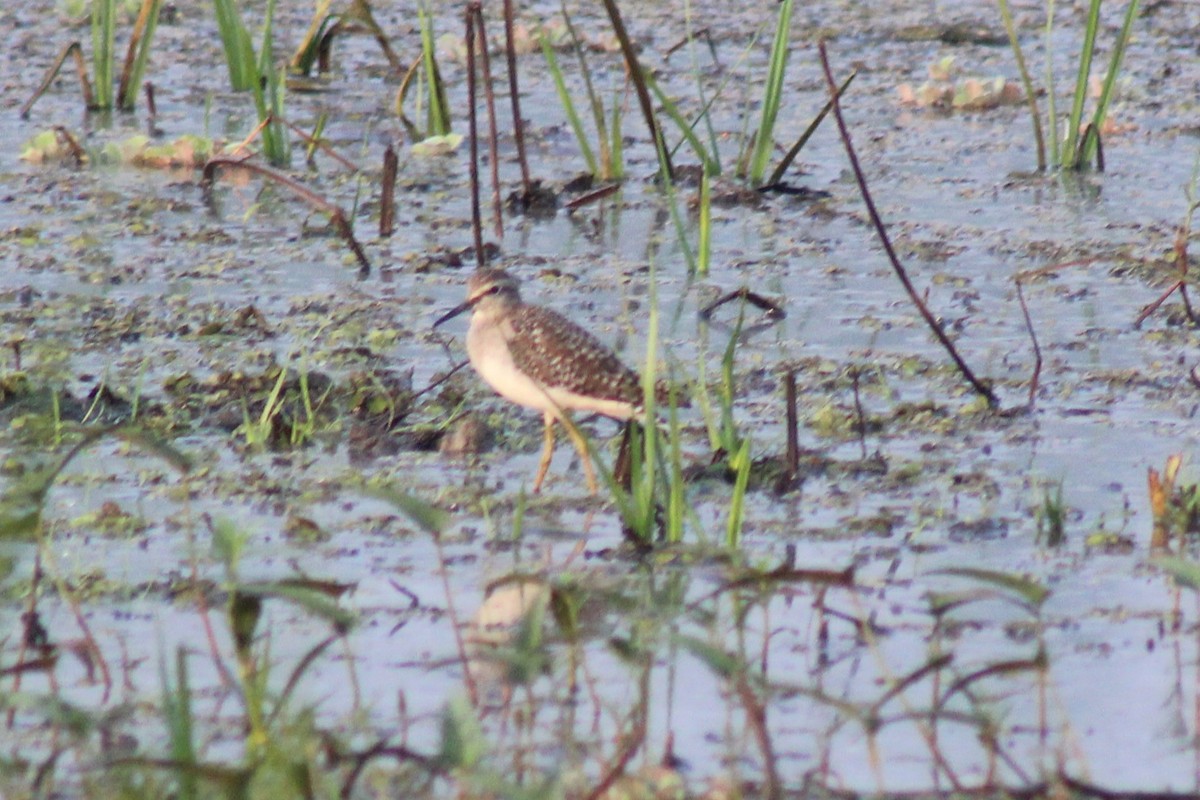 vodouš bahenní - ML646834738