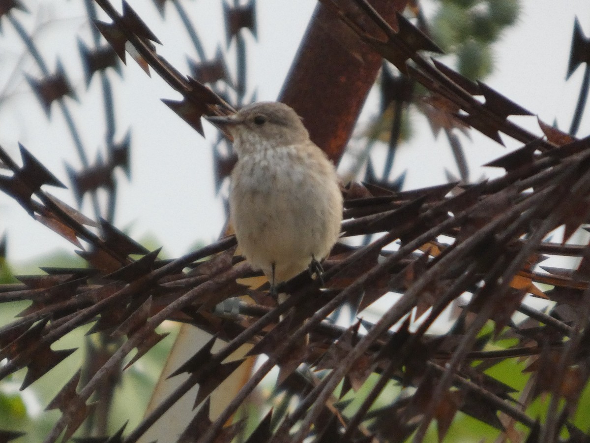 Spotted Flycatcher - ML646834752