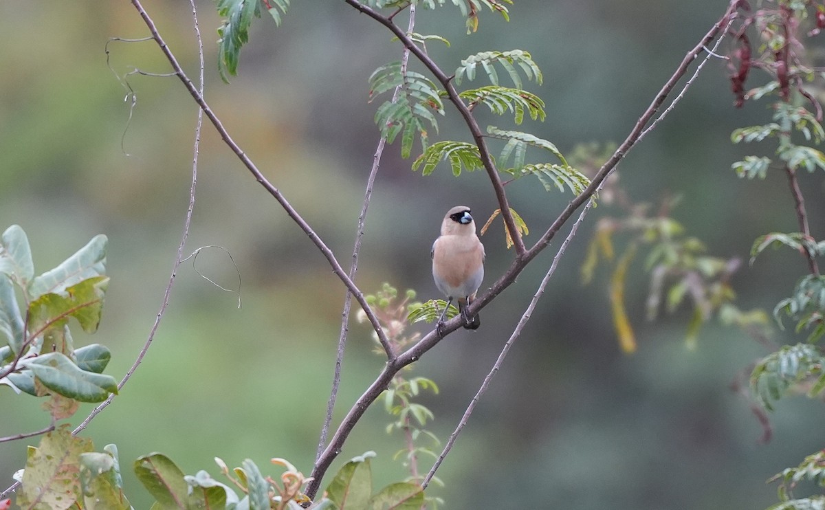 Cinnamon Tanager - ML646834755