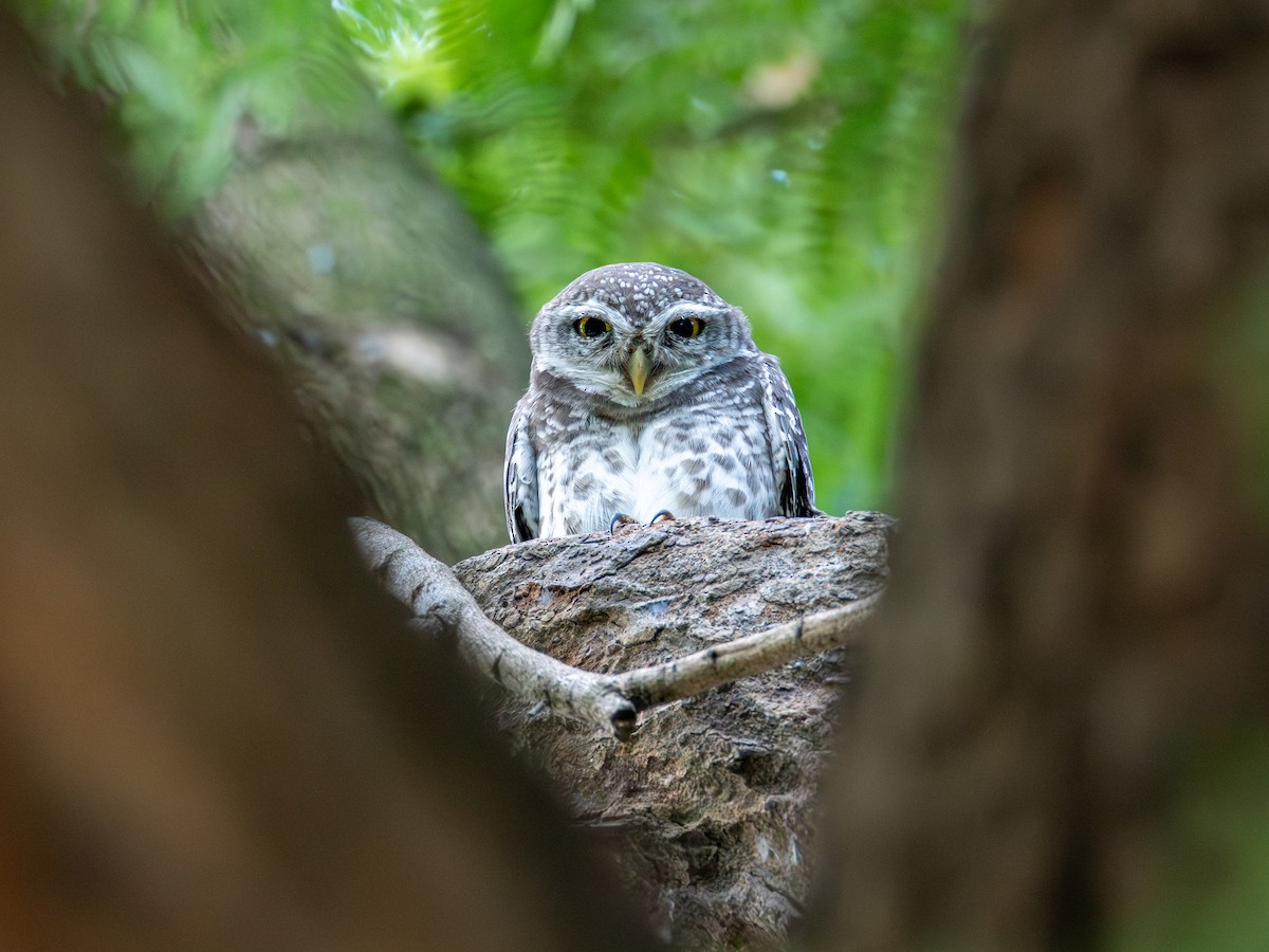 tempelugle - ML646834767