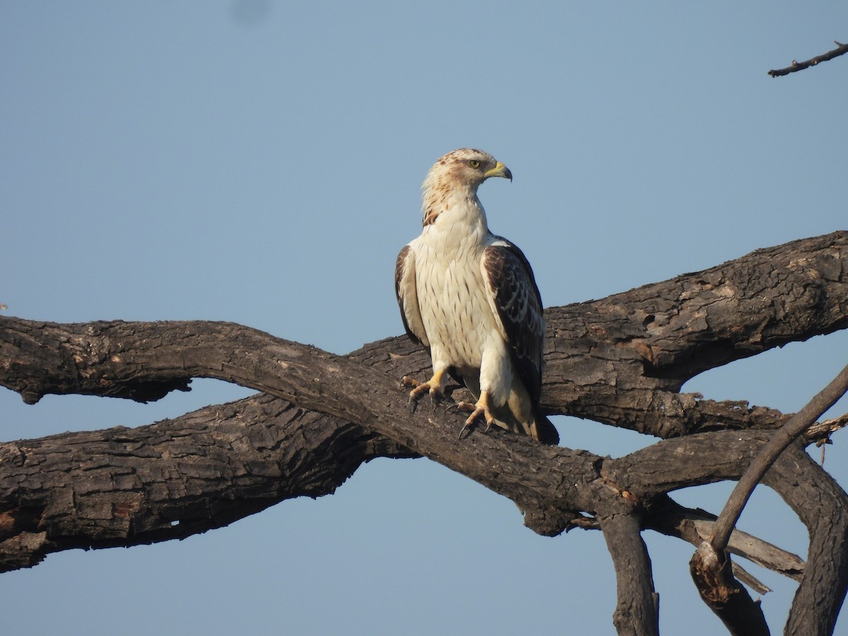 Oriental Honey-buzzard - ML646834768