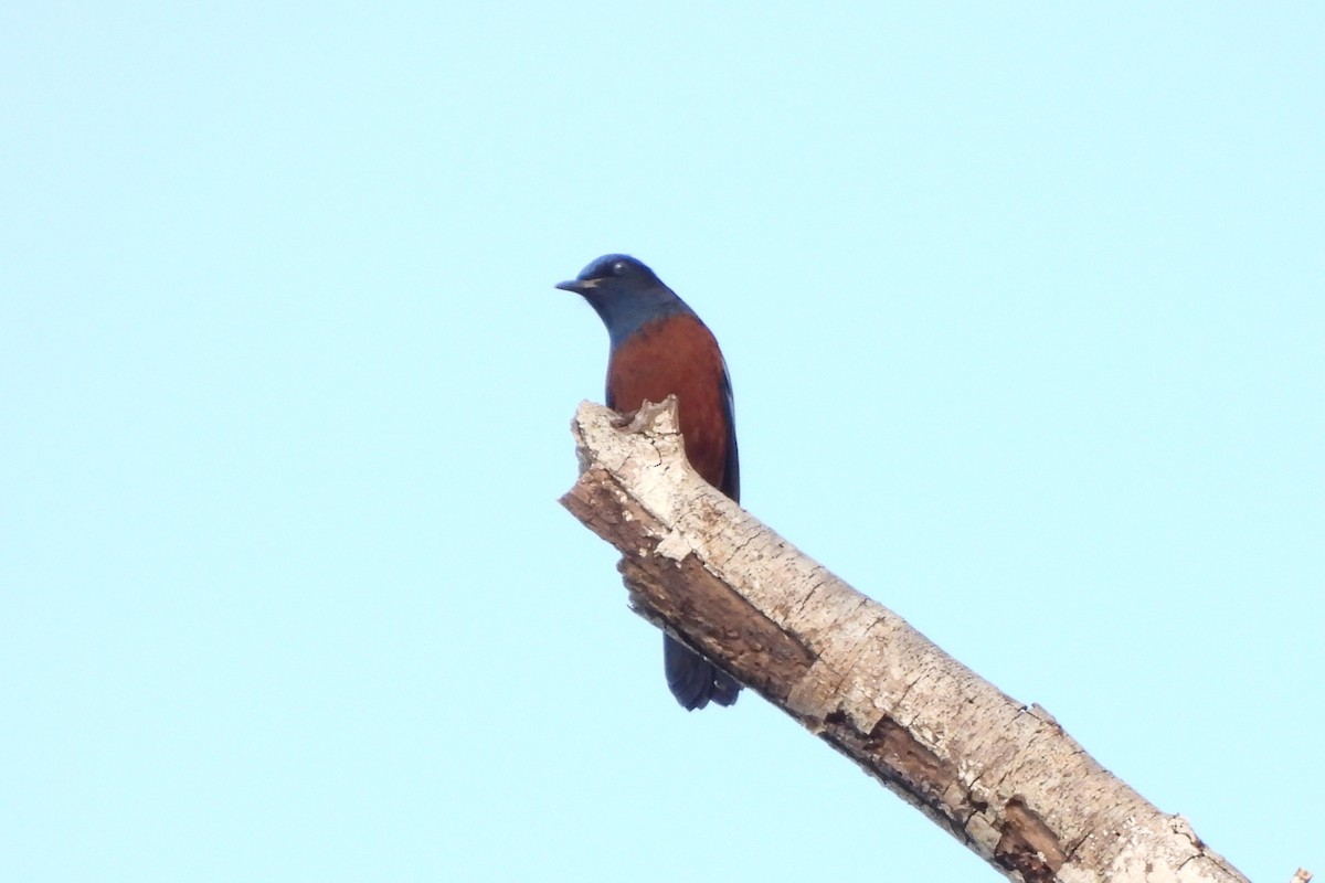 Chestnut-bellied Rock-Thrush - ML646834769