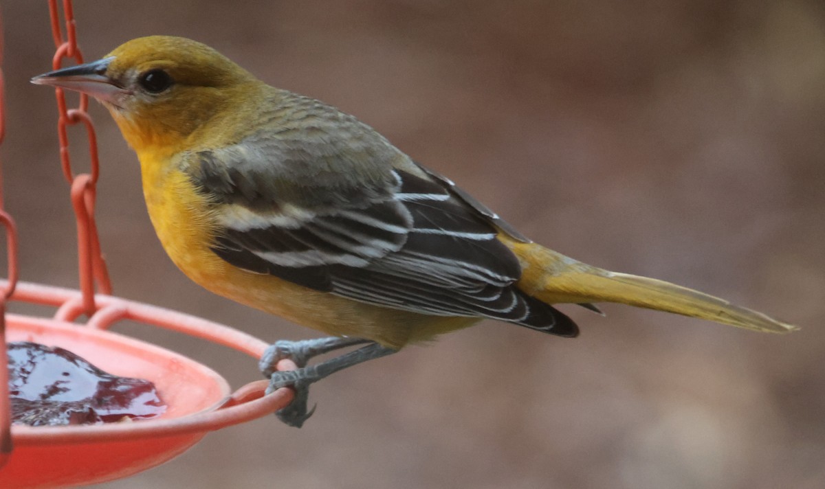 Baltimore Oriole - ML646834770