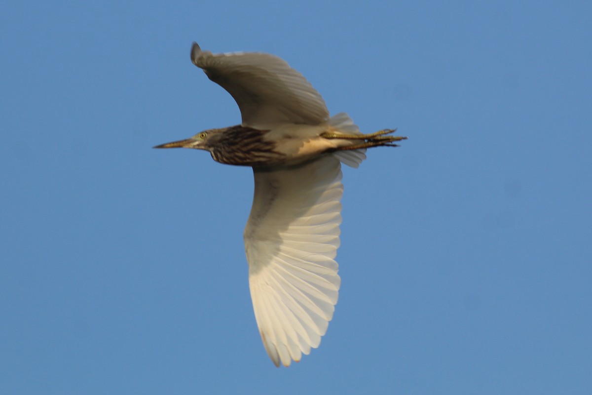 Индийская прудовая цапля - ML646834771