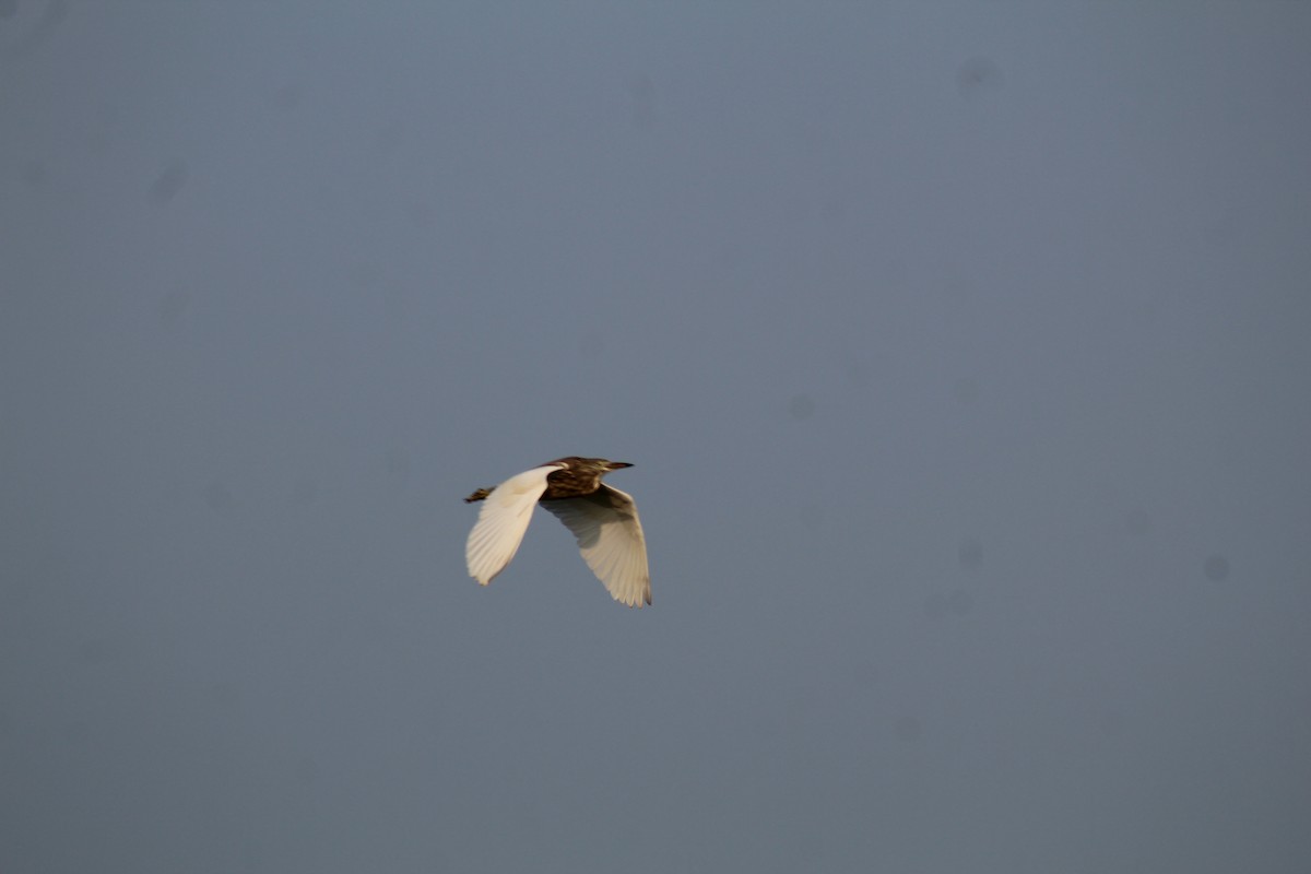 Индийская прудовая цапля - ML646834773