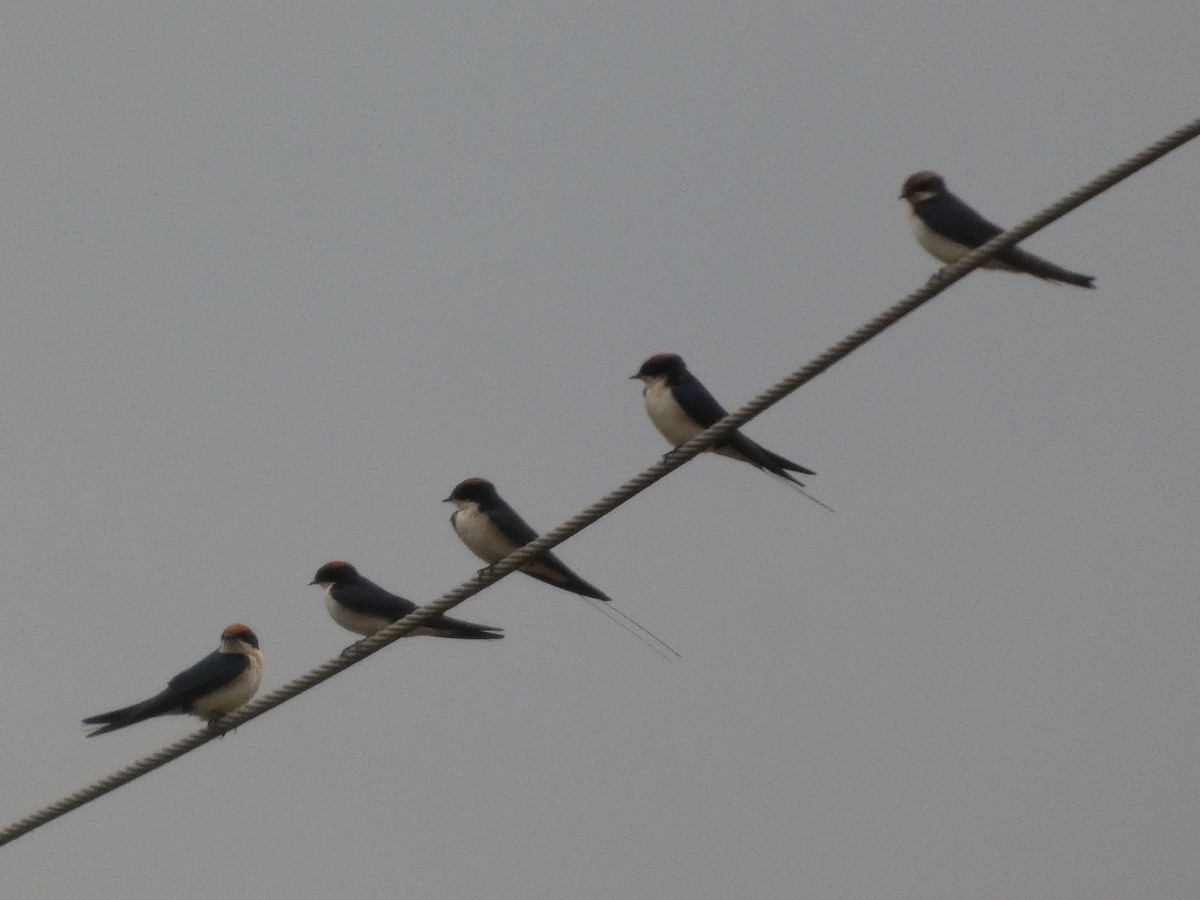 Wire-tailed Swallow - ML646834774