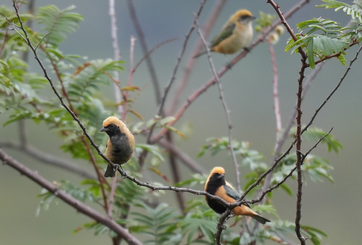 Burnished-buff Tanager - ML646834775