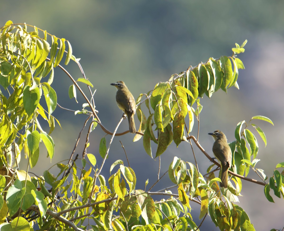 White-browed Bulbul - ML646834776