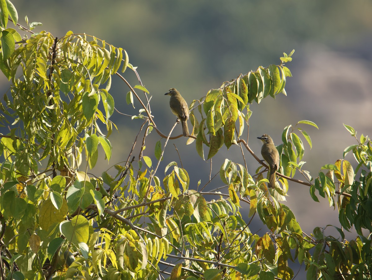 White-browed Bulbul - ML646834777