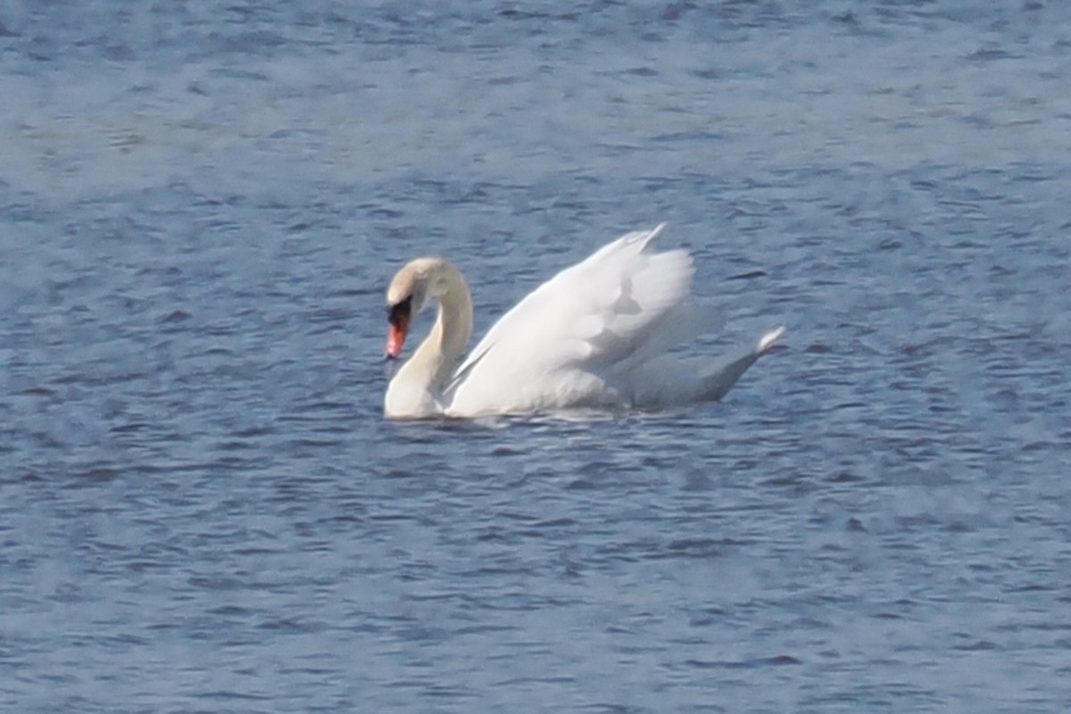 Mute Swan - ML646834778