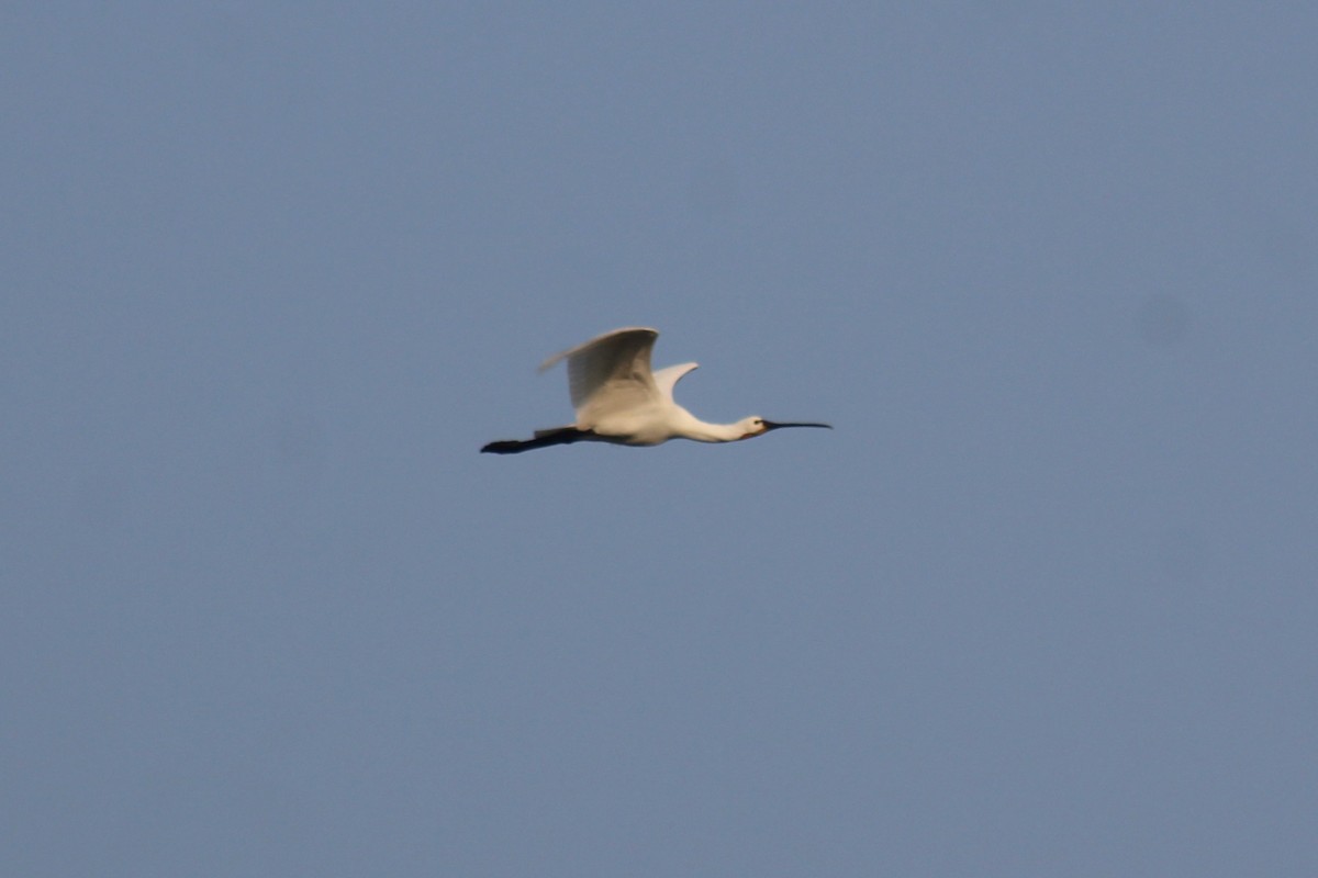 Eurasian Spoonbill - ML646834781