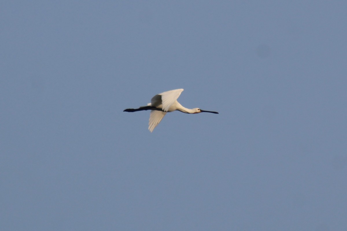 Eurasian Spoonbill - ML646834782