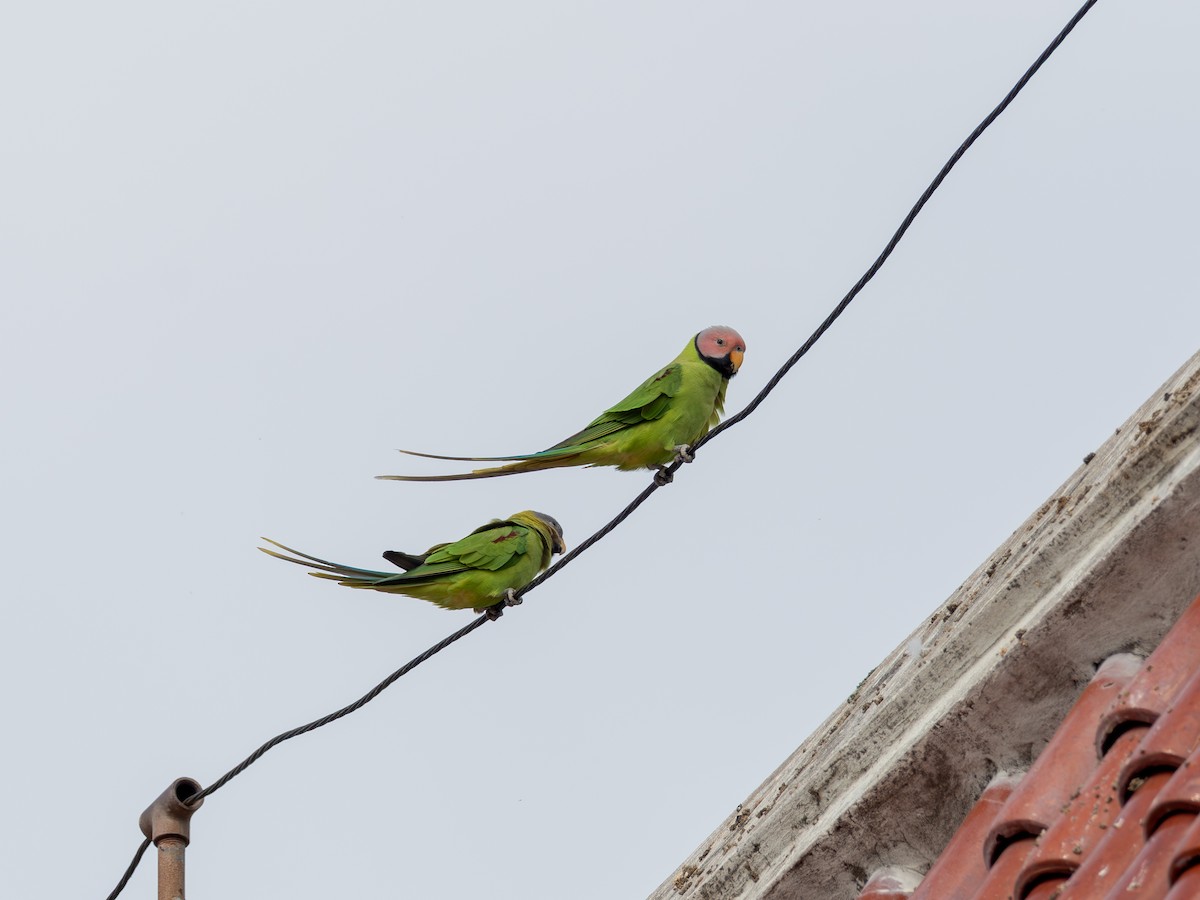 Blossom-headed Parakeet - ML646834783