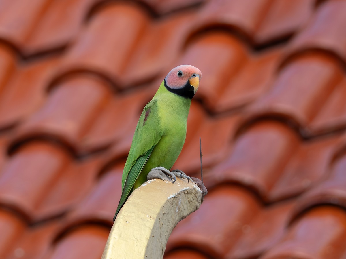 Blossom-headed Parakeet - ML646834784
