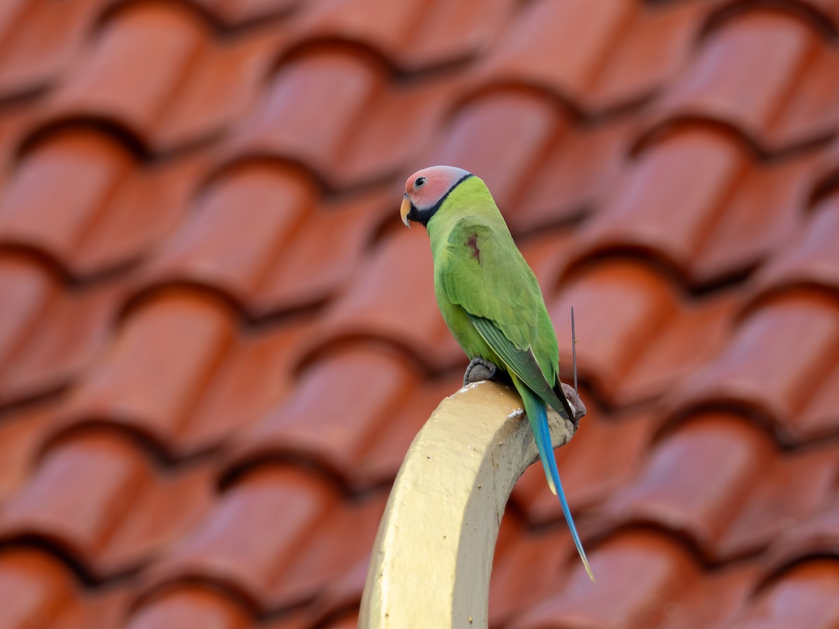 Blossom-headed Parakeet - ML646834785