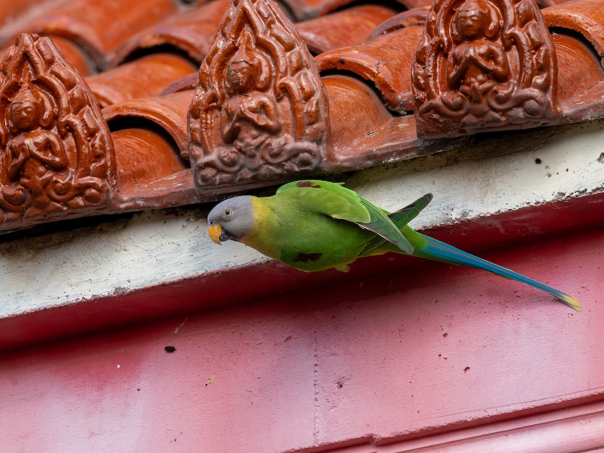 Blossom-headed Parakeet - ML646834786
