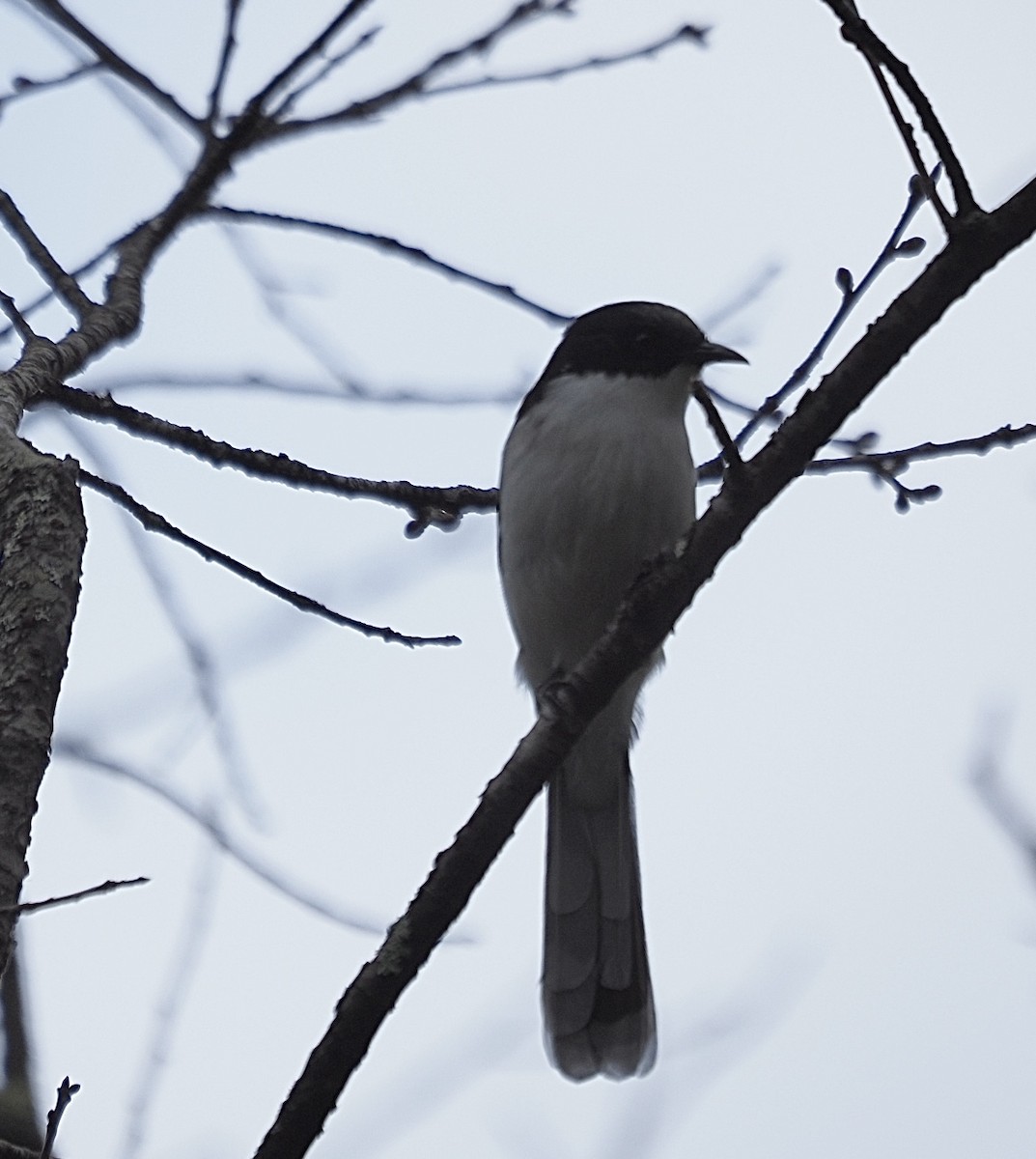 Black-backed Sibia - ML646834787