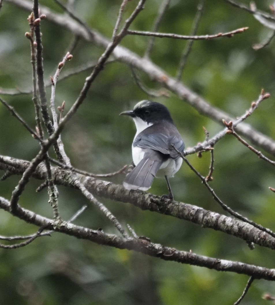 Black-backed Sibia - ML646834788