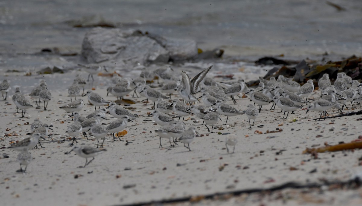 Sanderling - ML646834790