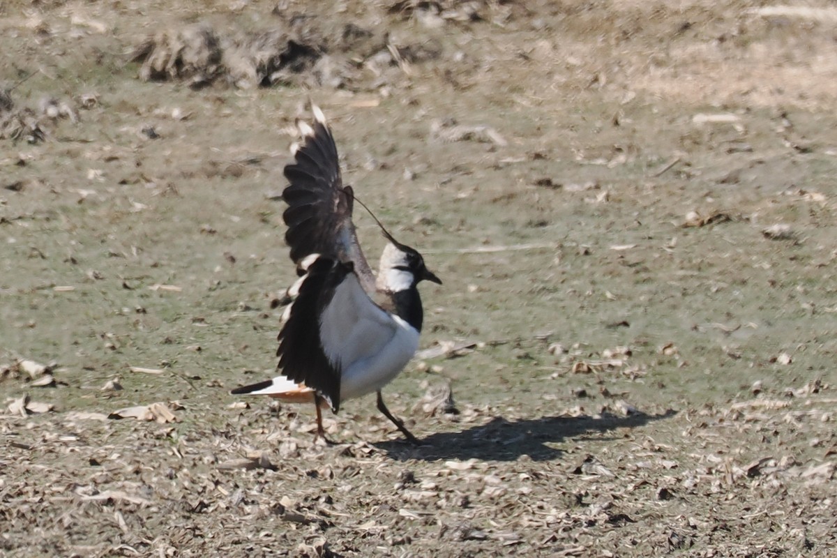 Northern Lapwing - ML646834791