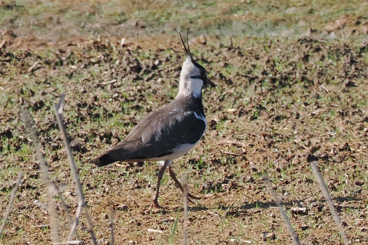 Northern Lapwing - ML646834792