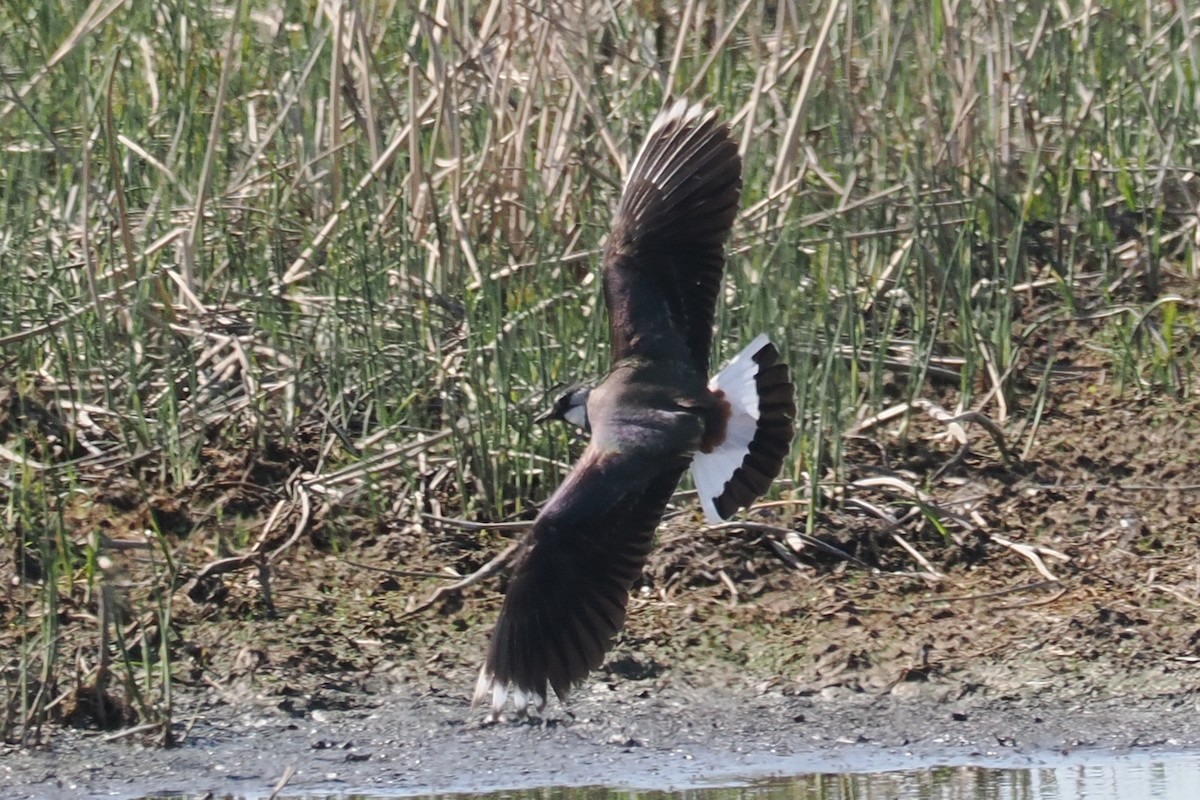Northern Lapwing - ML646834793