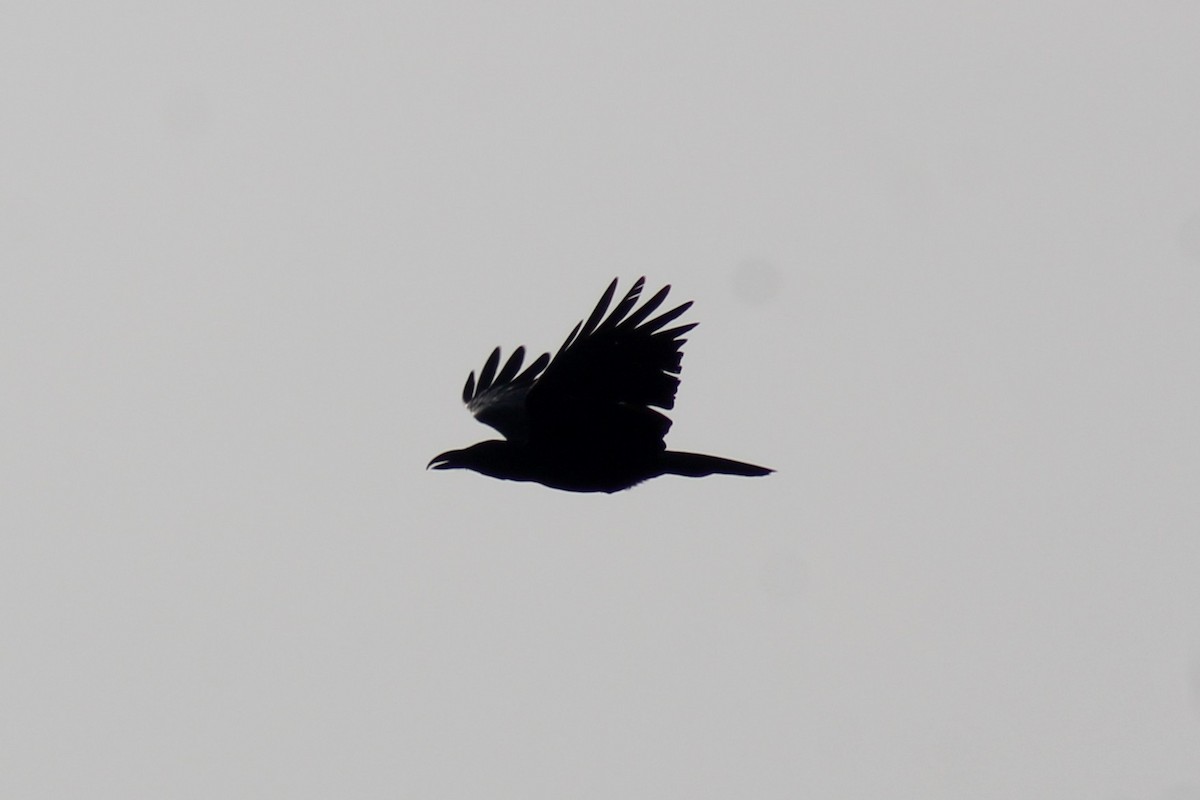 Large-billed Crow - ML646834794