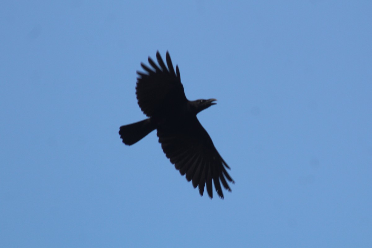 Large-billed Crow - ML646834795
