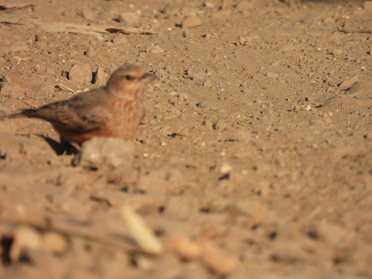 Rufous-tailed Lark - ML646834798