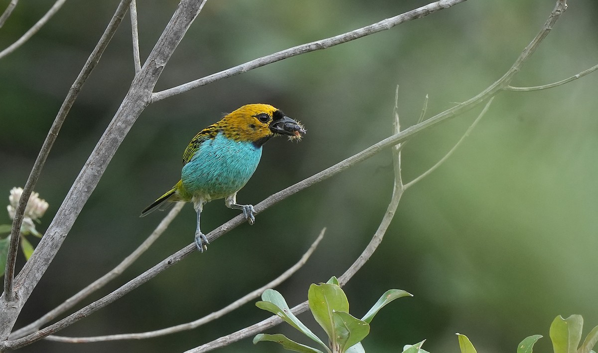 Gilt-edged Tanager - ML646834801