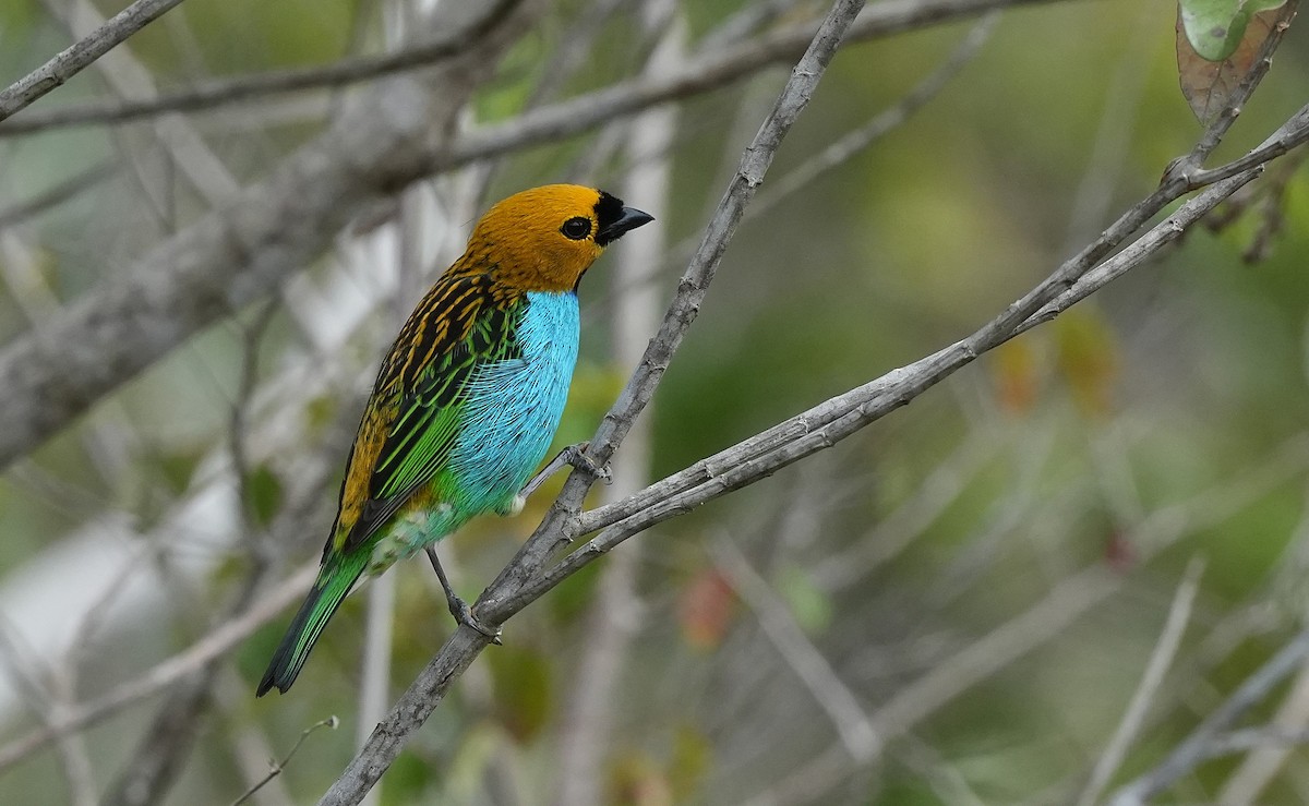 Gilt-edged Tanager - ML646834802