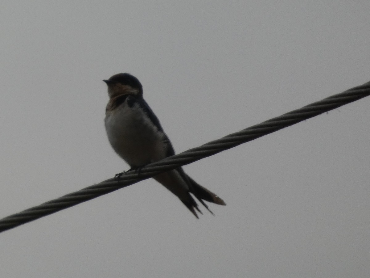Ethiopian Swallow - ML646834803