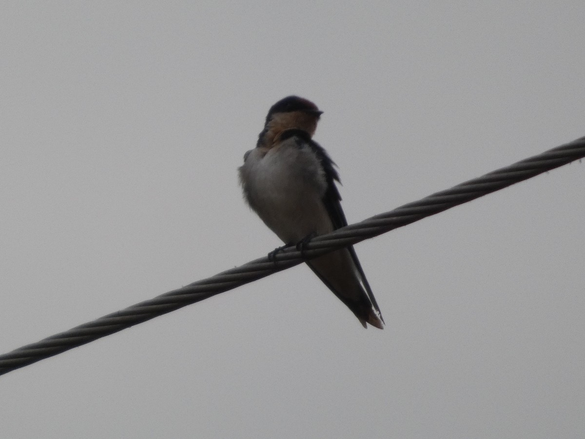 エチオピアノドジロツバメ - ML646834804